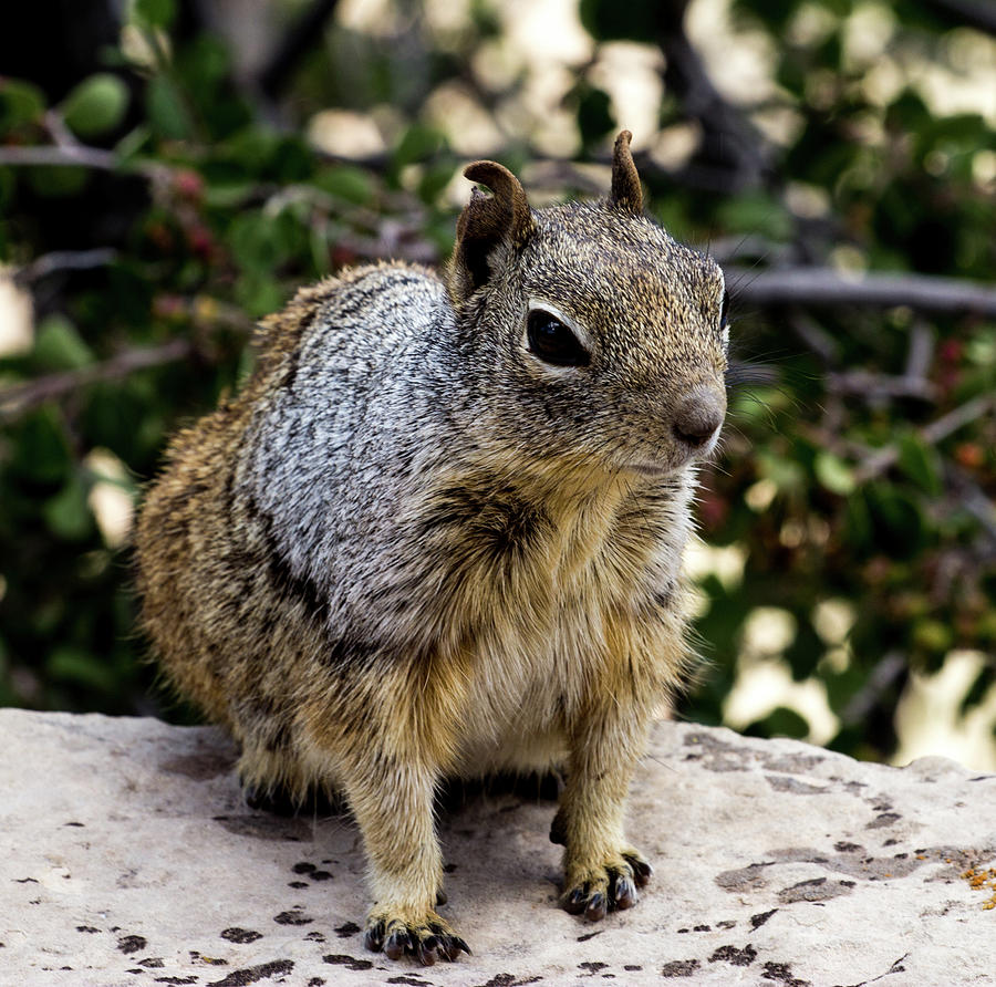 rock squirrel