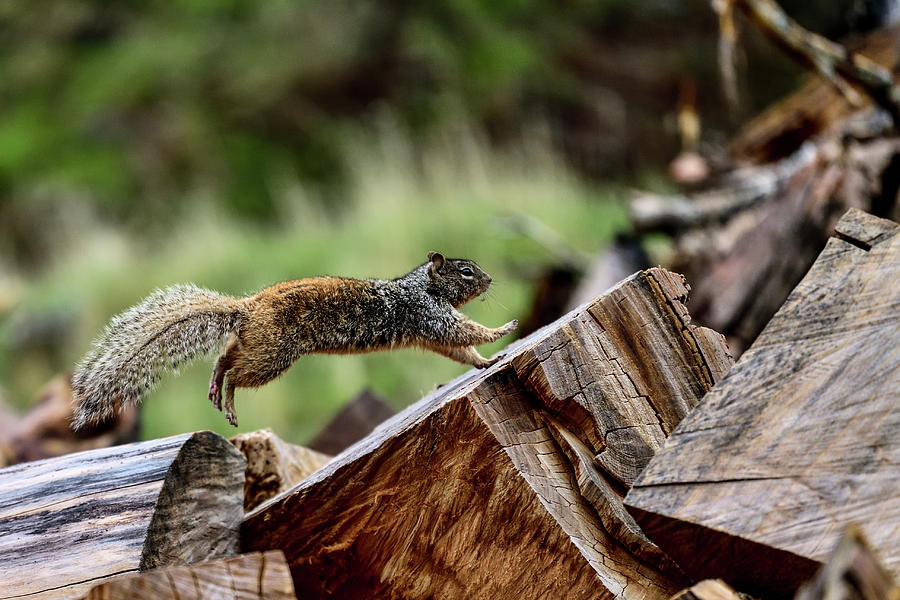 Rock Squirrel Leaping - Otospermophilus variegatus Photograph by Amazing Action Photo Video