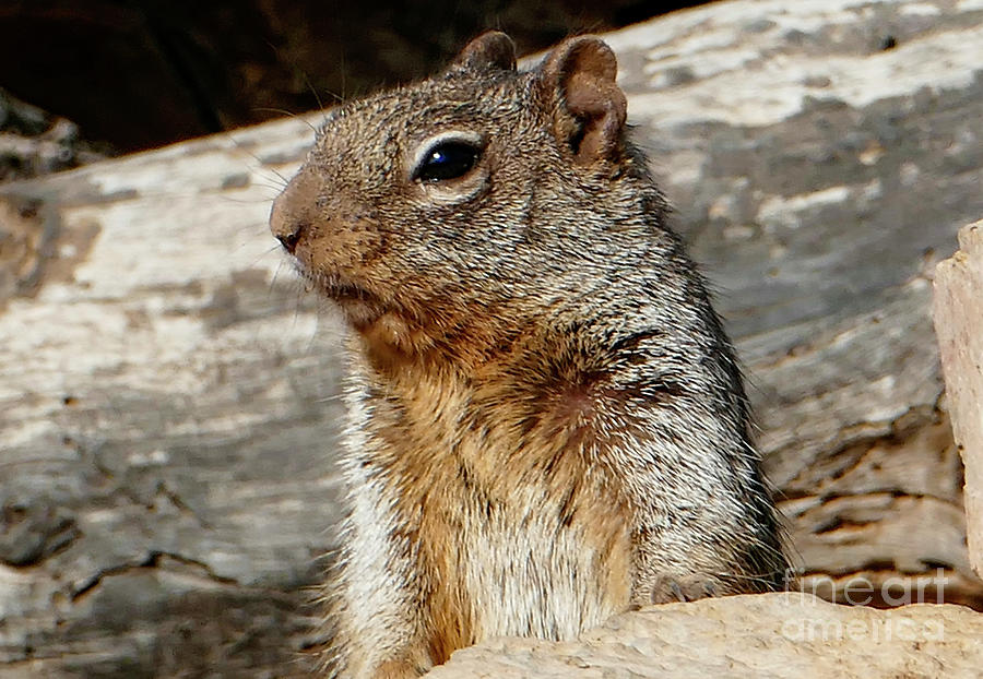 Rock Squirrel of the South Photograph by Sandra Js
