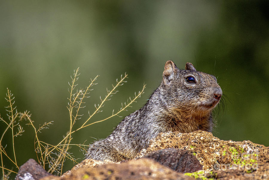 Rock Squirrel Saguaro Lake Arizona Photograph by Daniel VanWart