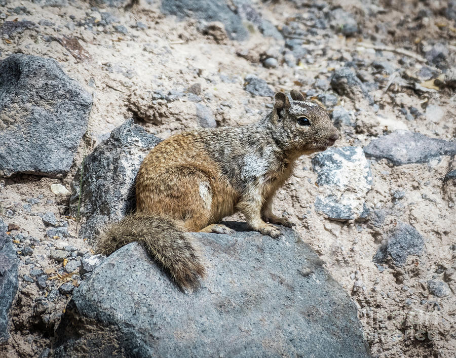 Rock Star/squirrel Photograph