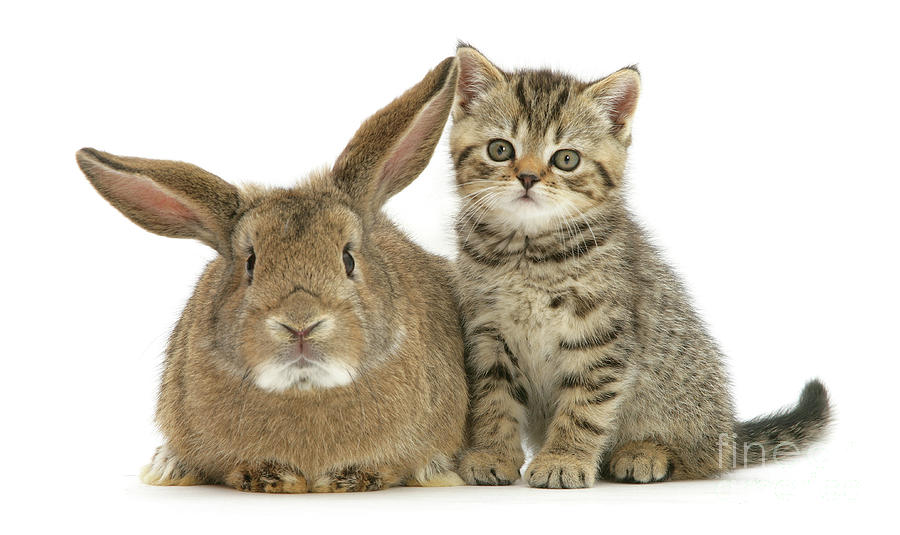 Rock Steady Rabbit and Kitty Photograph by Warren Photographic