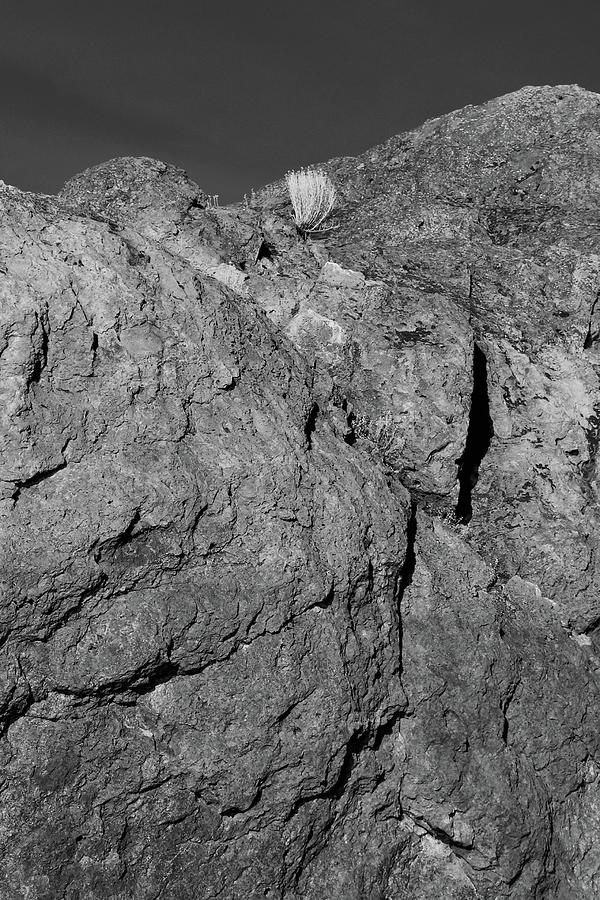 Rock survivor Photograph by Brent Bunch
