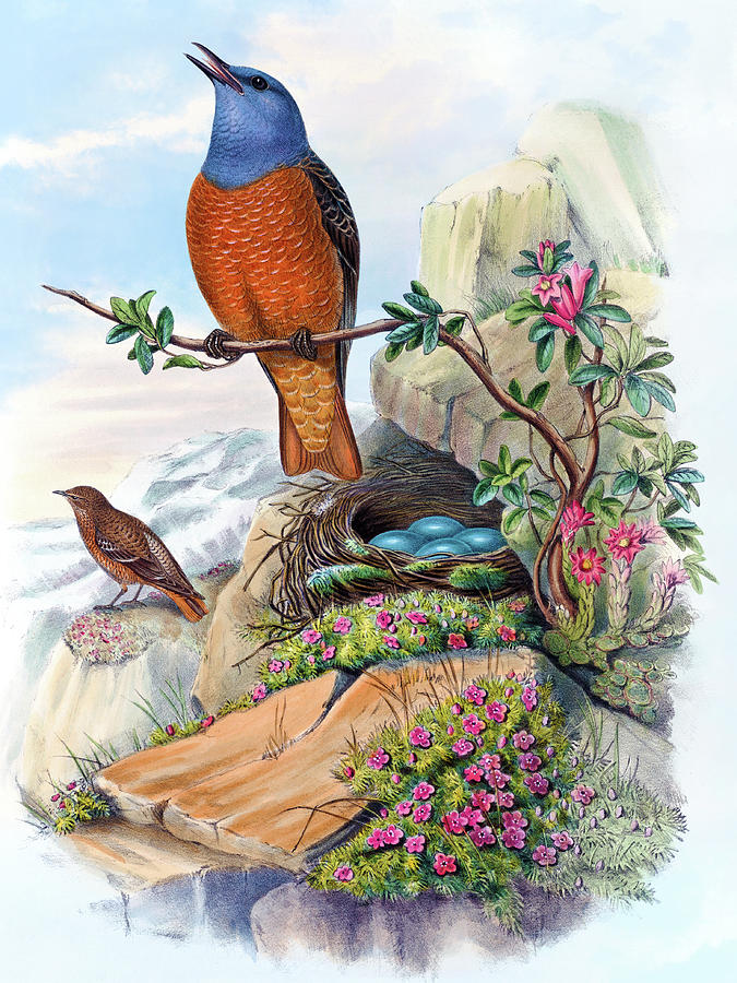 Rock Thrush, Petrocincla Saxatilis, Antique Bird Print By Hc Richter, Birds Of Great Britain Painting