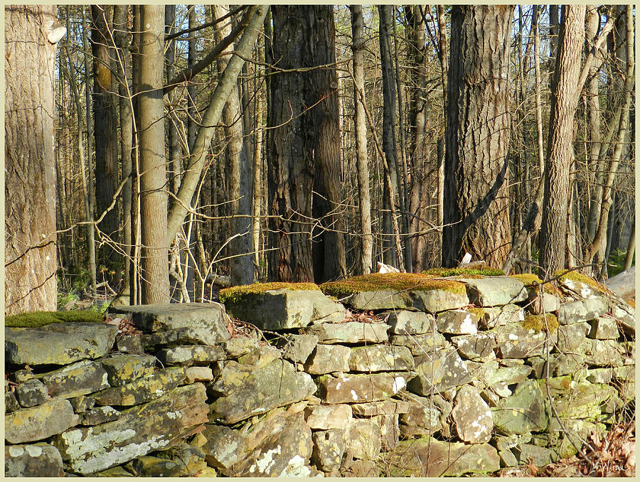 Rock Wall in the Woods, April, Saratoga County, NY Photograph by Lise Winne