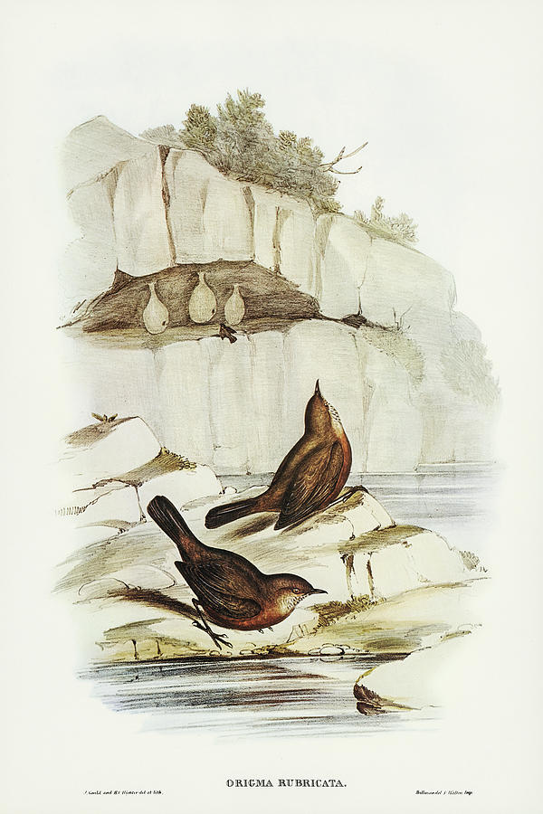 John Gould Drawing - Rock Warbler, Origma rubricata by John Gould