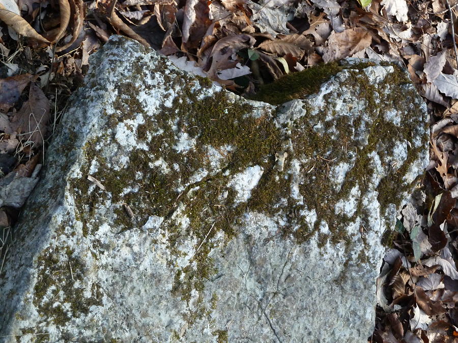 Rock with moss and leaves in Kentucky 2022 Photograph by Stevie Jaeger ...