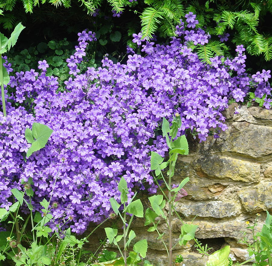 Rockery Flowers SQ Photograph by Lynne Iddon - Fine Art America