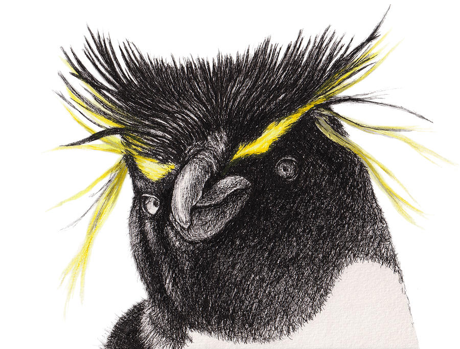 Rockhopper Penguin Drawing by Paul Braybrook | Fine Art America