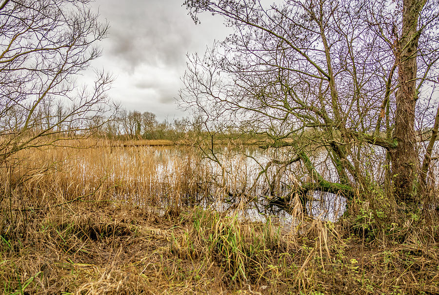 Rockland St Mary Broad, Norfolk Photograph by Chris Yaxley - Fine Art ...