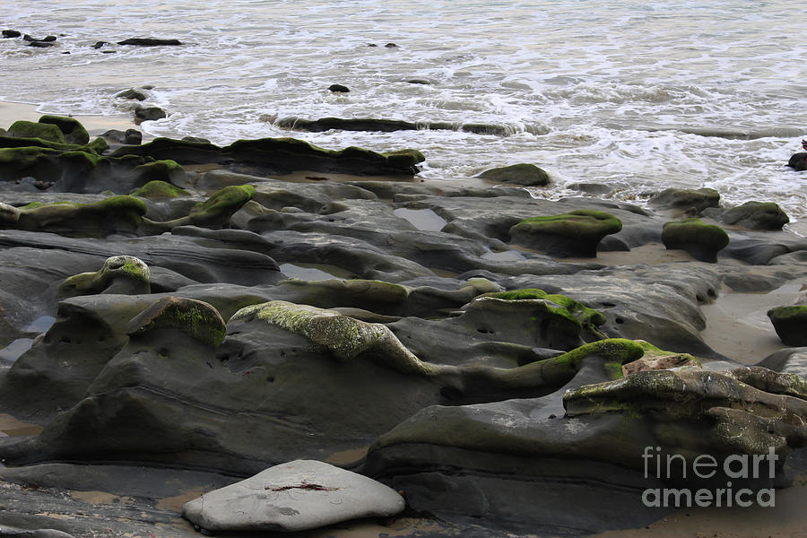 Rocks and Algae  Photograph by Katherine Erickson