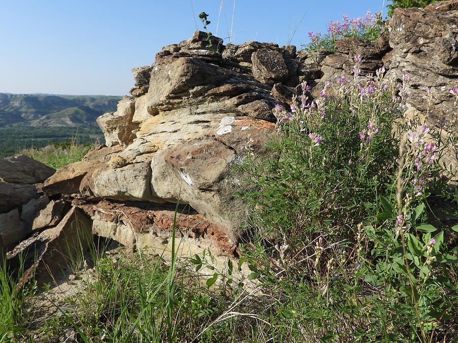Rocks and Flowers Photograph by Amanda R Wright