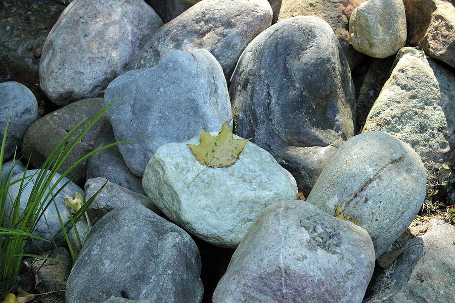 Rocks And Leaves A The Garden Photograph by Siyano Prach