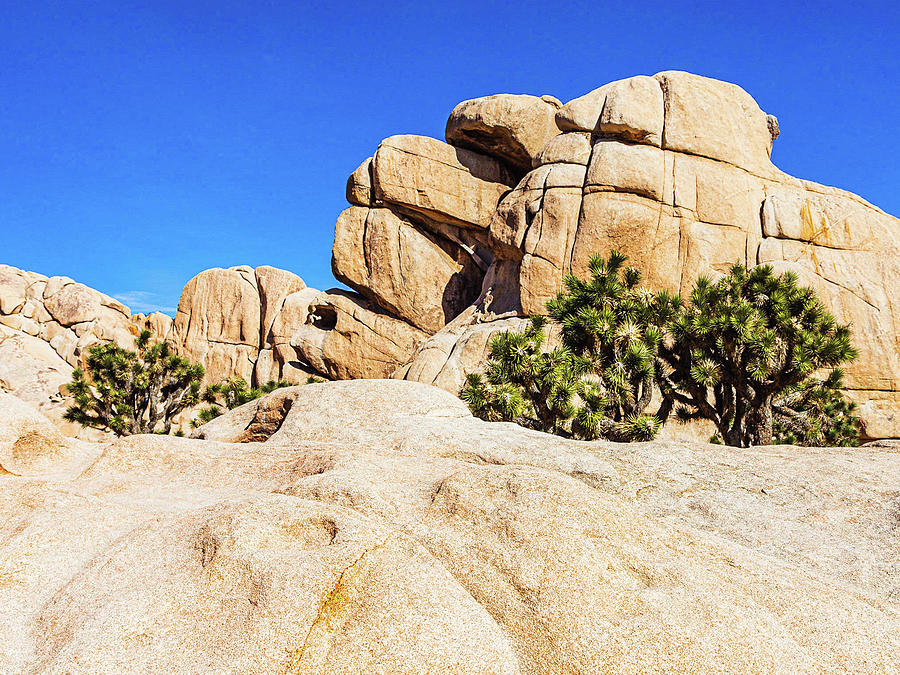 Rocks In Joshua Tree Park Photograph by Claude Dalley