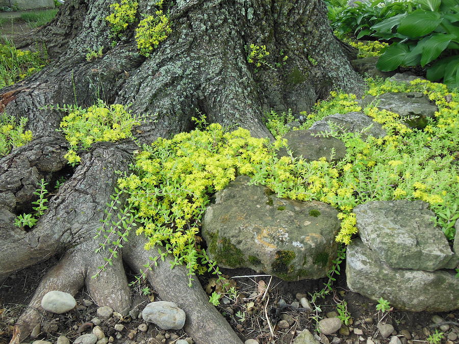 Rocks, Roots And Moss Photograph