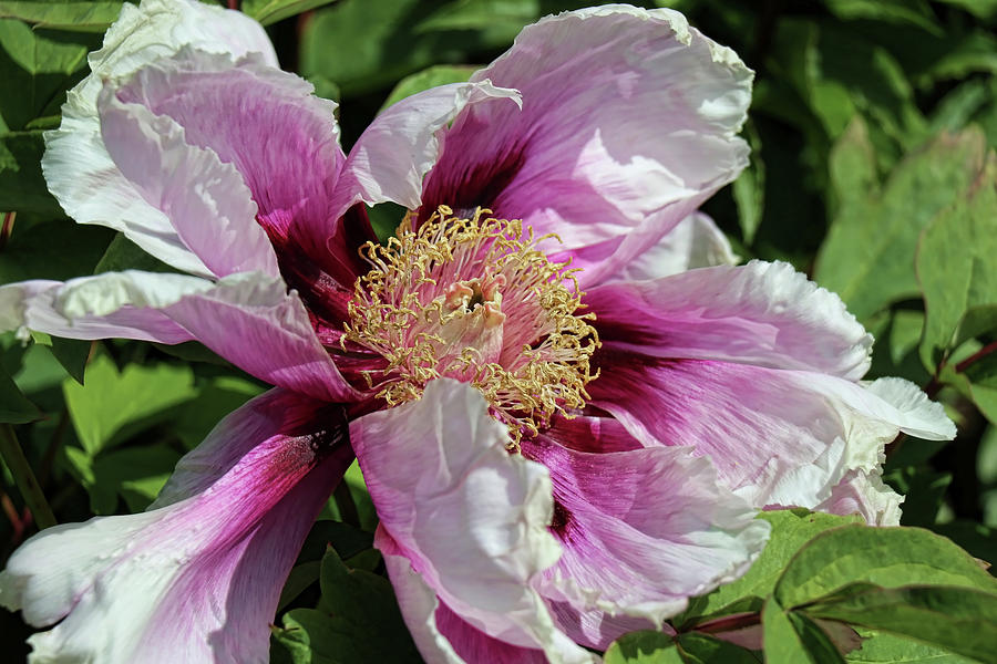 Rock's Tree Peony Photograph by Barbara Elizabeth - Fine Art America