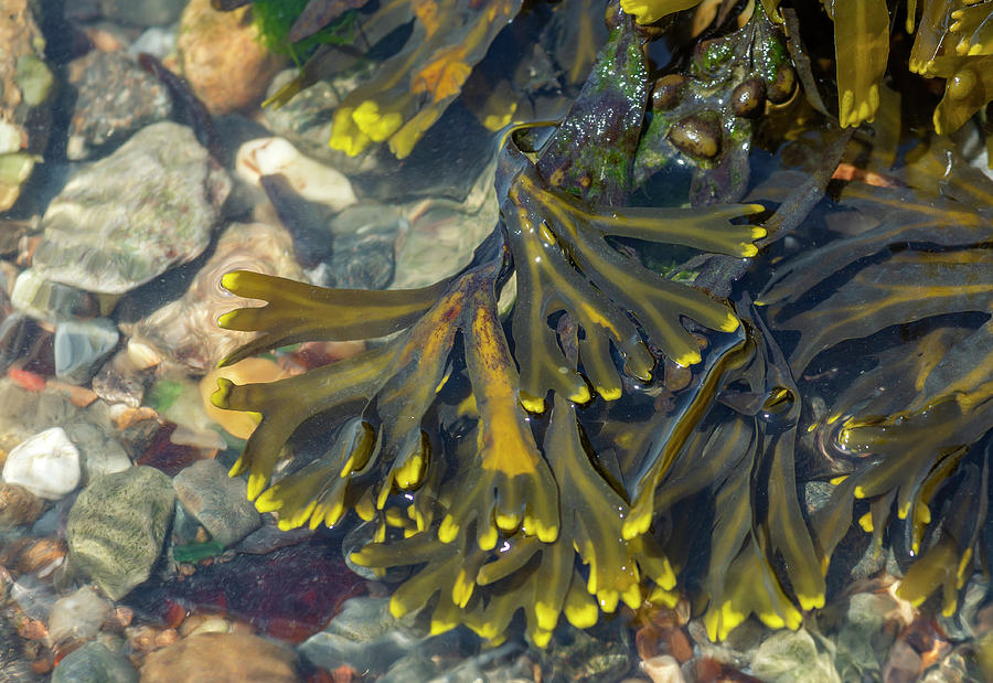 Rockweed Photograph by Cate Franklyn