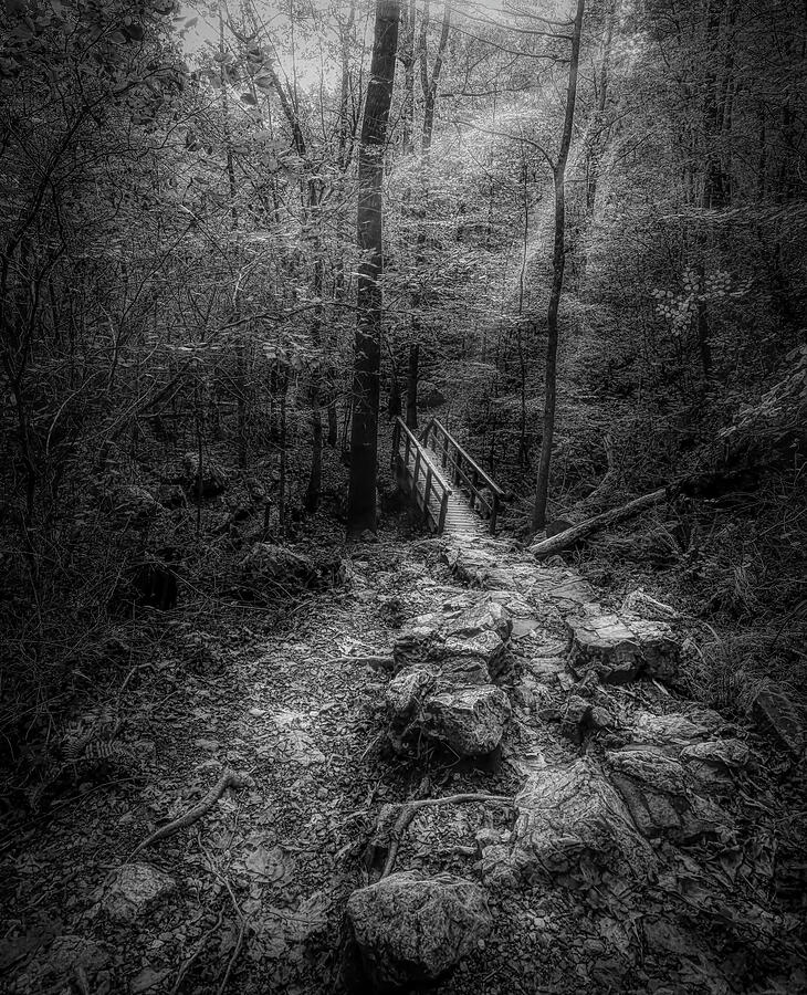 Rocky Forest Trail Black and White Photograph by Judy Vincent