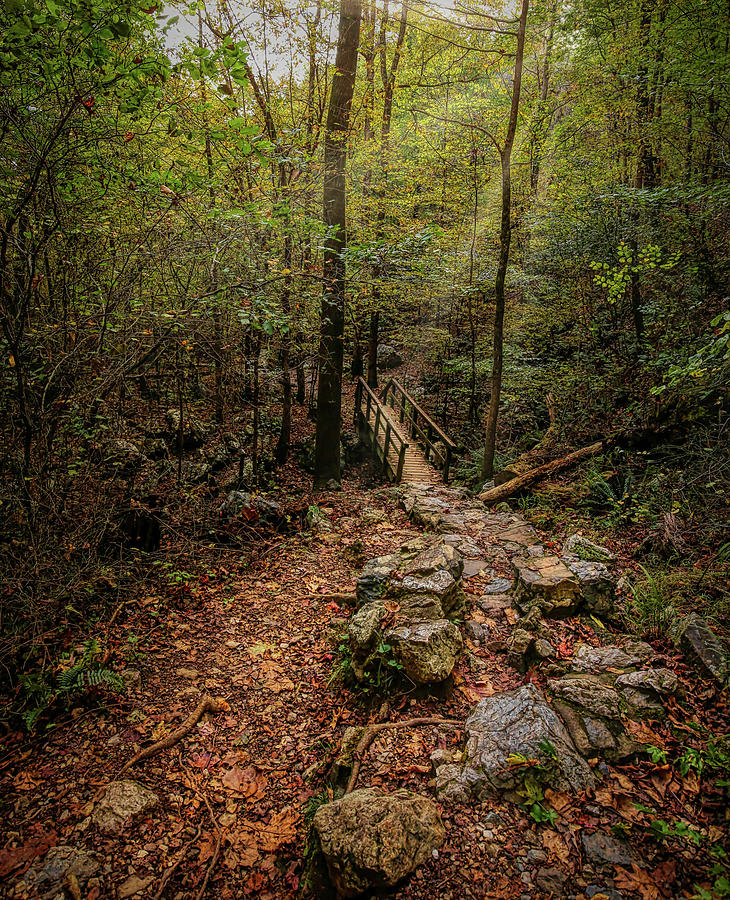 Rocky Forest Trail Photograph