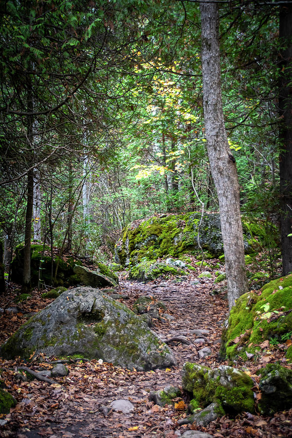 Rocky Hiking Trail In Lions Head, Ontario Photograph