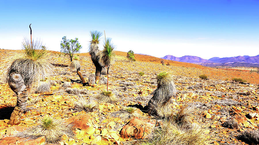 Rocky Landscape 2 - Flinders Ranges Photograph by Lexa Harpell