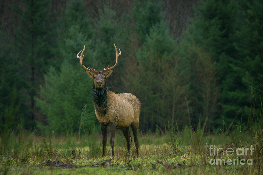 Wildlife Photograph - Rocky Mountain Elk in a Forest Clearing by Nancy Gleason