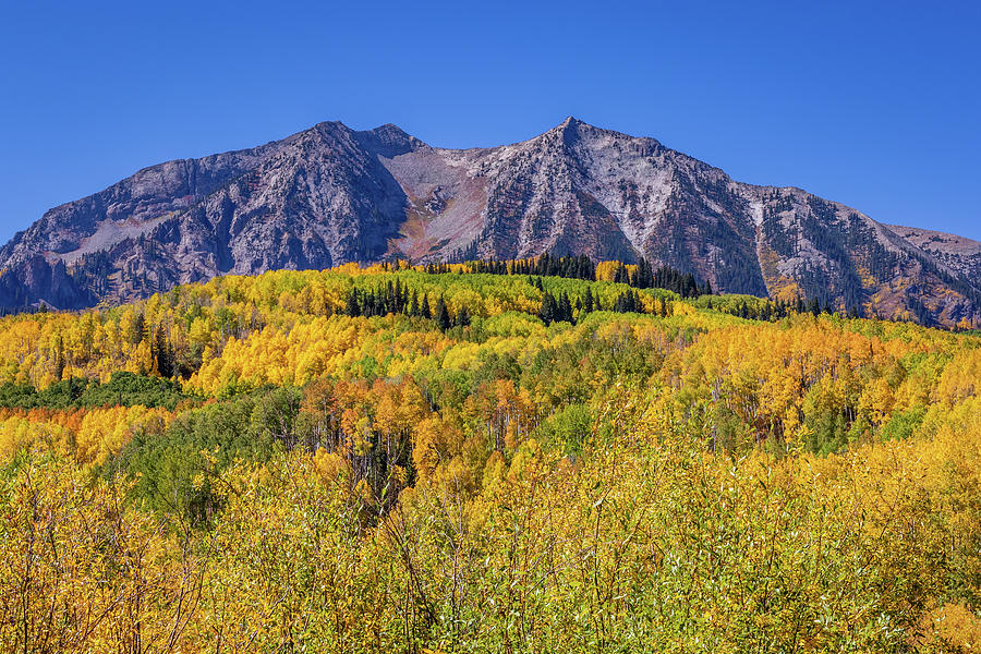 Rocky Mountain Aspens Photograph by Jack Clutter