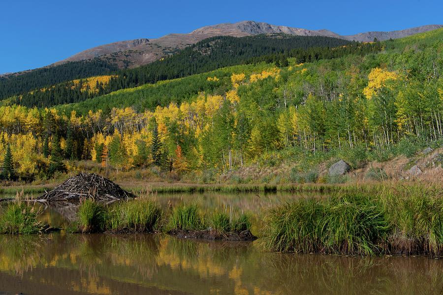Rocky Mountain Autumn at the Beaver Pond Photograph by Cascade Colors