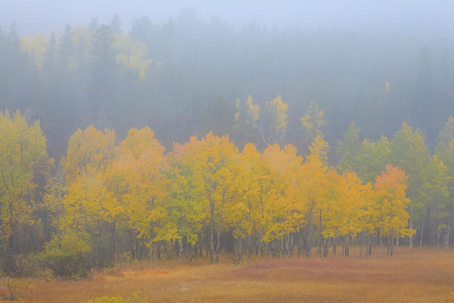 Rocky Mountain Autumn Mist Photograph