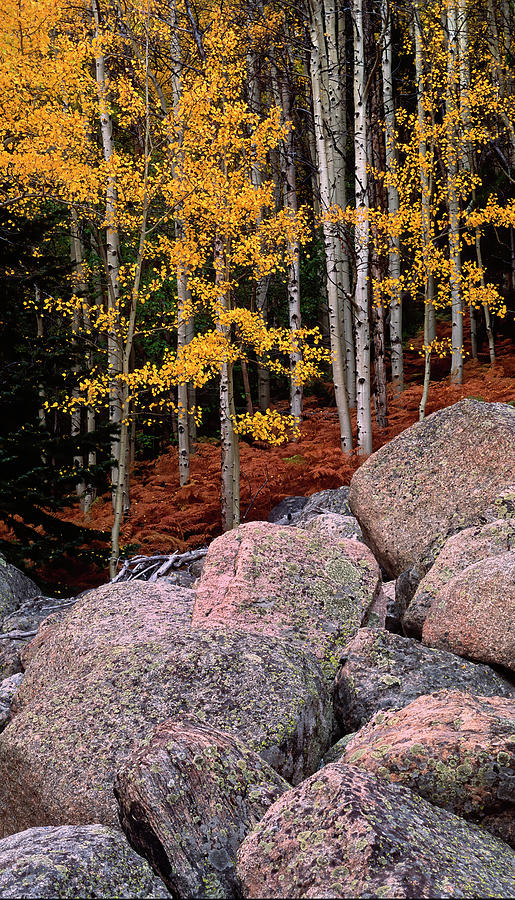 Rocky Mountain Autumn Photograph