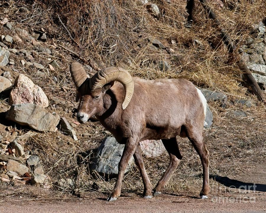 Rocky Mountain Big Horn Sheep Photograph by Jon Burch Photography