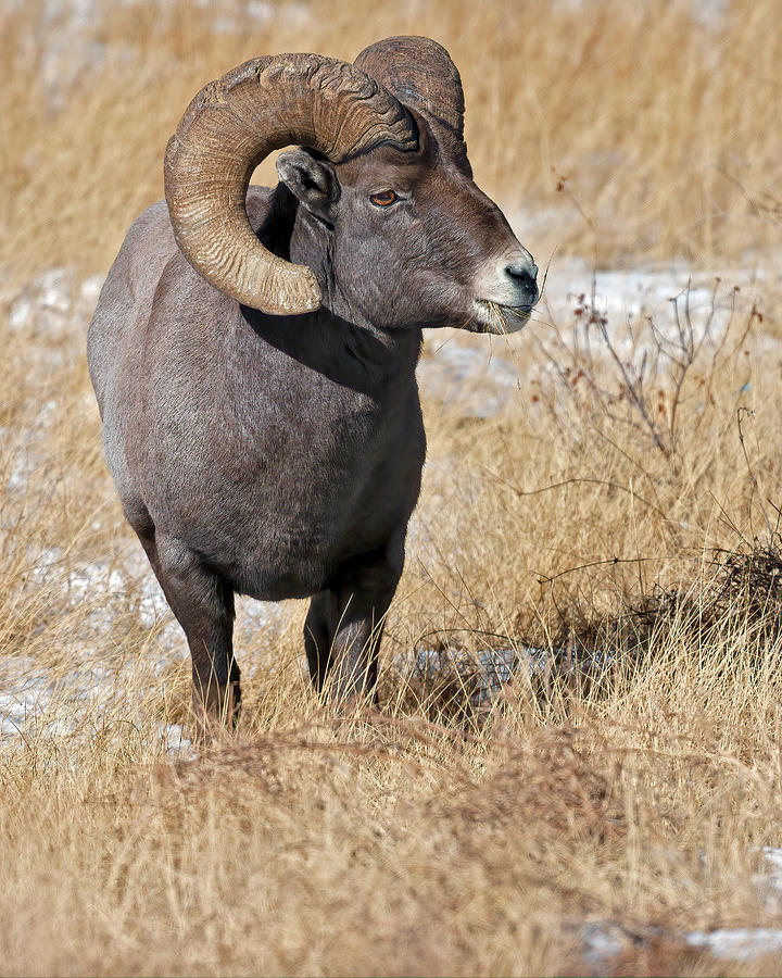 Rocky Mountain Bighorn Ram Photograph by Gary Langley