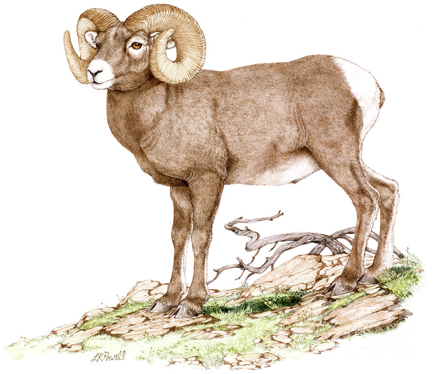 Rocky Mountain Bighorn Sheep Painting by Linda K Powell