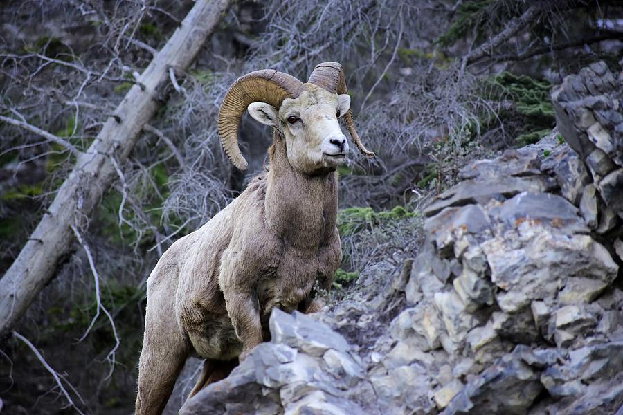 Rocky Mountain Bighorn Sheep Photograph by Marta Pawlowski