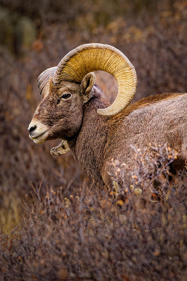 Rocky Mountain Bighorn Sheep Ram Photograph by Fred J Lord