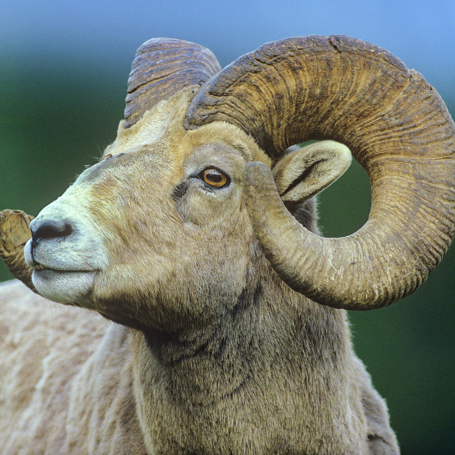 Rocky Mountain bighorn sheep Photograph by Tim Fitzharris - Fine Art ...