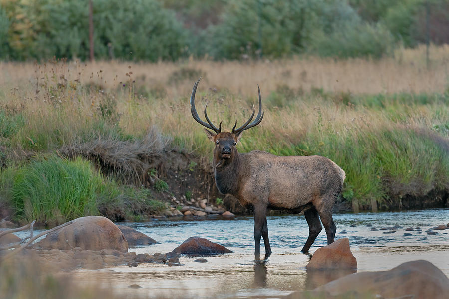 Rocky Mountain Bull Elk crossing the stream  Photograph by Gary Langley