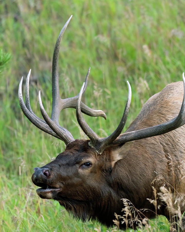 Rocky Mountain Bull Elk  herding  Photograph by Gary Langley