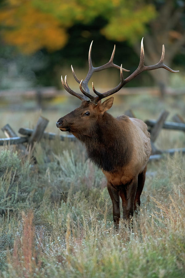 Rocky Mountain Bull Elk in Tetons Photograph by Gary Langley