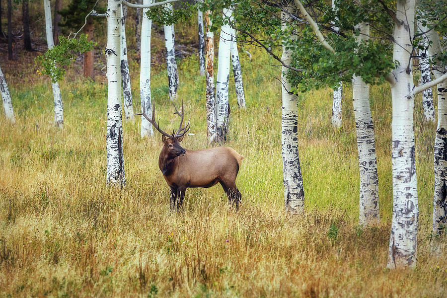 Rocky Mountain Bull Elk Photograph by Sennie Pierson