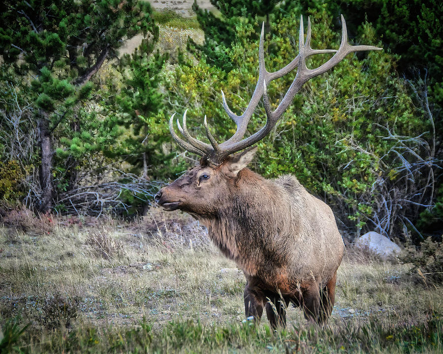 Rocky Mountain Bull Elk Photograph by Zayne Diamond - Fine Art America