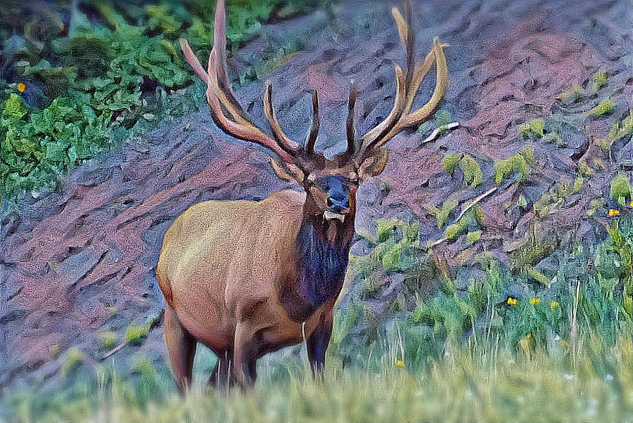 Rocky Mountain Bull Photograph by Matt Helm