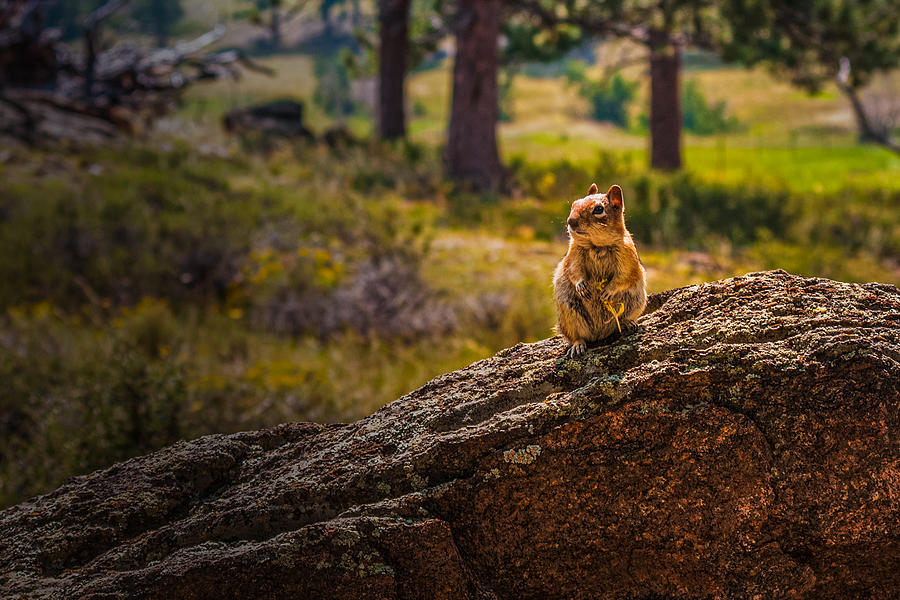 Rocky Mountain Chipmunk Photograph by Danette Steele