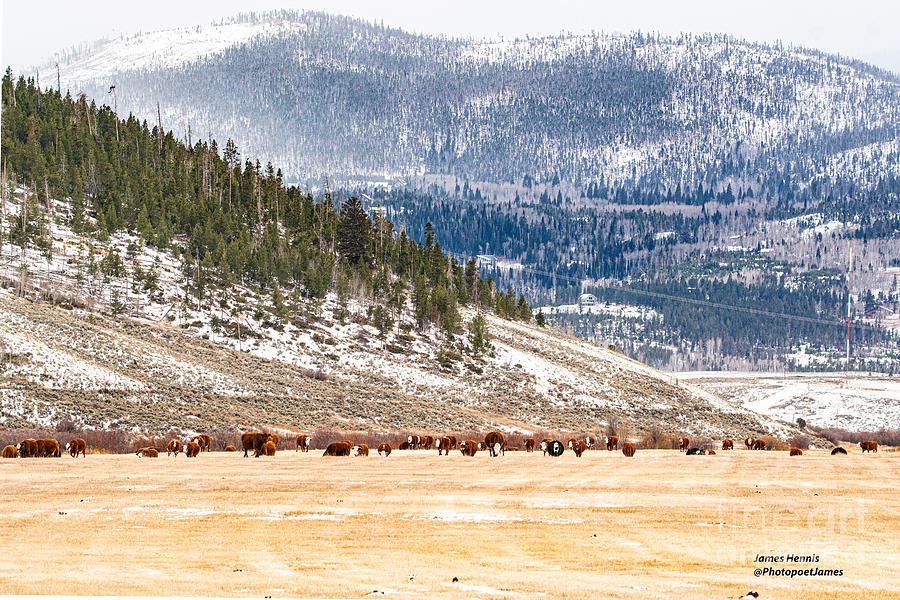 Rocky Mountain Cows Photograph by Metaphor Photo