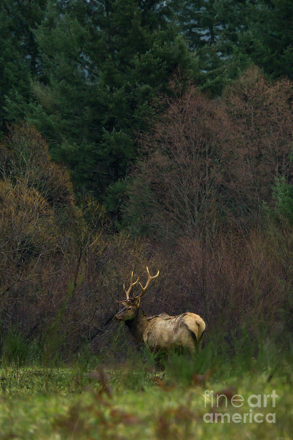 Fall Photograph - Rocky Mountain Elk at the Edge of the Forest by Nancy Gleason