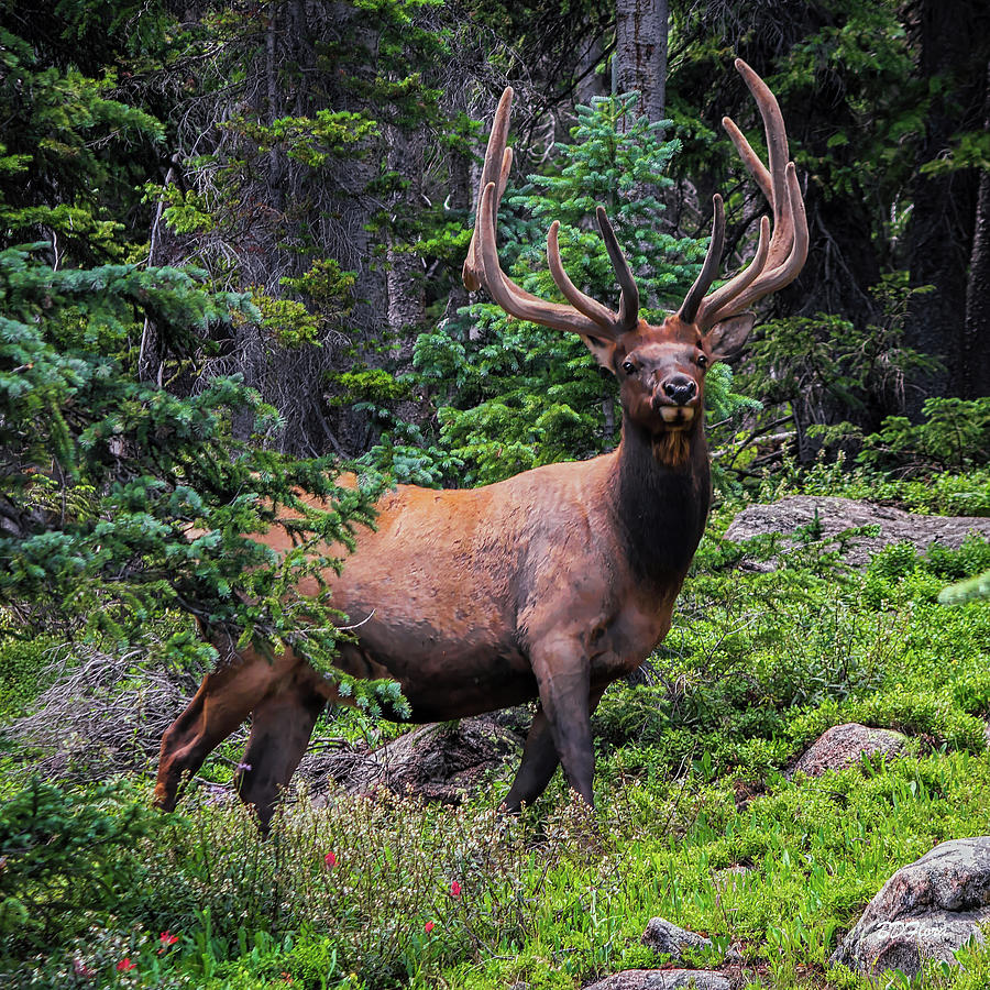 Rocky Mountain Elk Photograph by BD Flora - Fine Art America