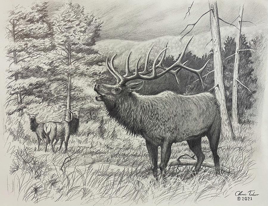 Rocky Mountain elk drawing Drawing by Chance Tedesco Pixels