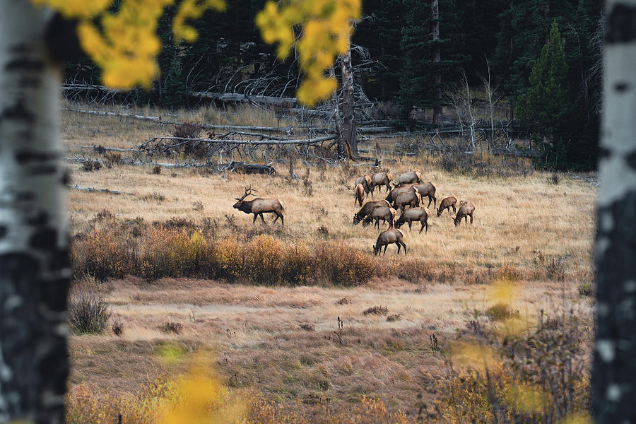Rocky Mountain Elk Herd Photograph by Christopher Thomas