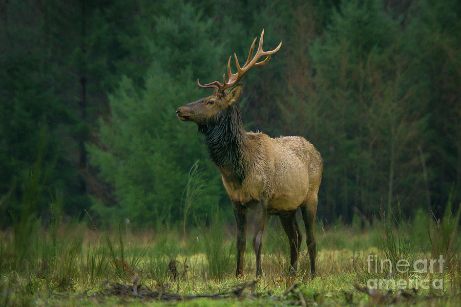 Fall Photograph - Rocky Mountain Elk in Profile by Nancy Gleason