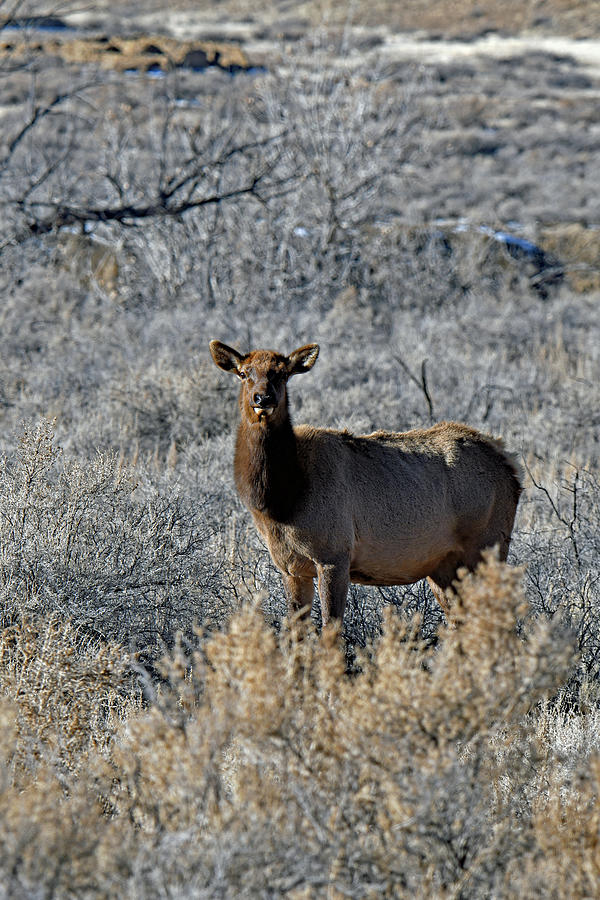 Rocky Mountain Elk Photograph by Jennifer Robin